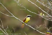 Bienteveo grande, Pecho amarillo, Great Kiskadee, Pitangus sulphuratus