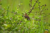 Semillero picogrueso, Thick billed Seed finch, Oryzoborus funereus