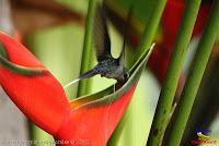 Ermitaño verde, Green Hermit, Phaethornis guy