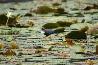 Gallareta morada, Calamón morado, Gallina de agua, Purple Gallinule, Porphyrio martinica