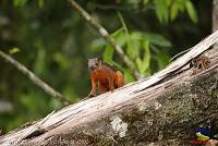 Ardilla variable, Variegated squirrel, Sciurus variegatoides