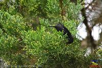 Semillero picogrueso, Thick billed Seed finch, Oryzoborus funereus Semillero picogrueso, Thick billed Seed finch, Oryzoborus funereus