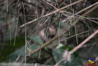 Soterrey cucarachero, Soterry, Soterré o Cucarachero, House Wren, Troglodytes aedon