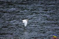 Garceta grande, Garza real, Great egret, Ardea alba