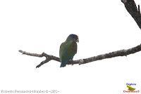 Loro coroniblanco, White crowned Parrot, Pionus senilis