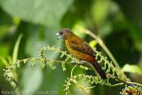 Tangara lomiescarlata, Sangre de toro, Passerini's Tanager, Ramphocelus passerini