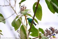 Mielero verde, Rey de trepadores, Green Honeycreeper, Chlorophanes spiza