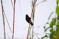 Semillero picogrueso, Thick billed Seed finch, Oryzoborus funereus