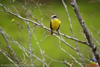 Bienteveo grande, Pecho amarillo, Great Kiskadee, Pitangus sulphuratus