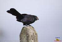 Garrapatero piquiestriado,Tijo, Groove-billed ani, Crotophaga sulirostris