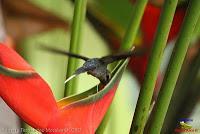 Ermitaño verde, Green Hermit, Phaethornis guy