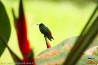 Amazilia rabirrufa, Rufous tailed Hummingbird, Amazilia tzacatl