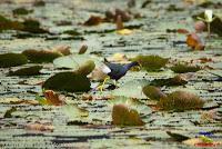 Gallareta morada, Calamón morado, Gallina de agua, Purple Gallinule, Porphyrio martinica