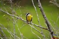 Bienteveo grande, Pecho amarillo, Great Kiskadee, Pitangus sulphuratus