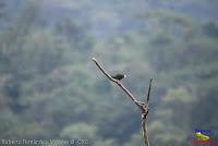 Loro coroniblanco, White crowned Parrot, Pionus senilis