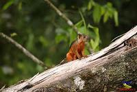 Ardilla variable, Variegated squirrel, Sciurus variegatoides