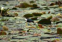 Gallareta morada, Calamón morado, Gallina de agua, Purple Gallinule, Porphyrio martinica