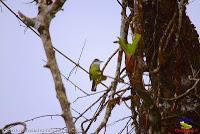 Tirano tropical, Pecho amarillo, Tropical Kingbird, Tyrannus melancholicus