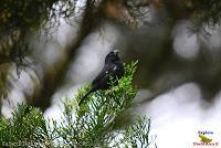 Semillero picogrueso, Thick billed Seed finch, Oryzoborus funereus