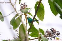 Mielero verde, Rey de trepadores, Green Honeycreeper, Chlorophanes spiza