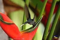 Ermitaño verde, Green Hermit, Phaethornis guy