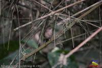 Soterrey cucarachero, Soterry, Soterré o Cucarachero, House Wren, Troglodytes aedon