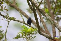 Semillero picogrueso, Thick billed Seed finch, Oryzoborus funereus