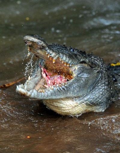 Cocodrilo Americano