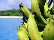 Plátanos verdes grasa: ideal para estar saludable