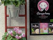 GINGERBOY comemos casa