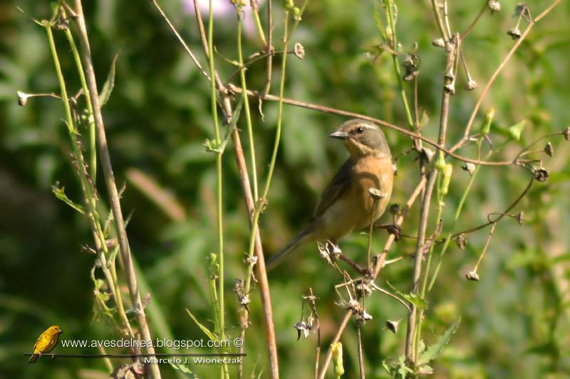 Cachilo canela (Long-tailed reed-Finch) Donacospiza albifrons