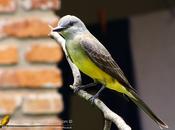 Suirirí real (Tropical Kingbird) Tyrannus melancholicus