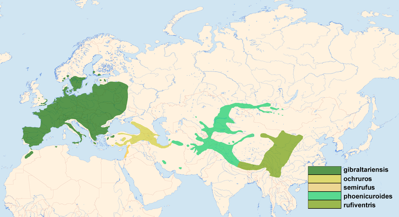 Un colirrojo tizón diferente