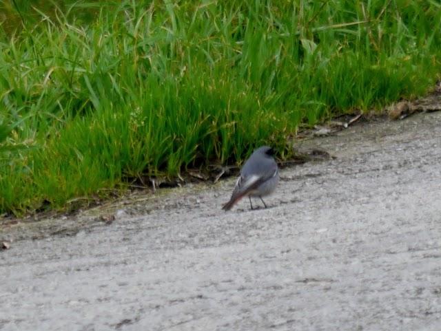 Un colirrojo tizón diferente