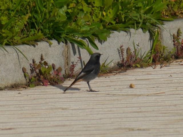 Un colirrojo tizón diferente