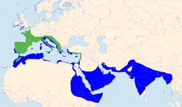 Un colirrojo tizón diferente