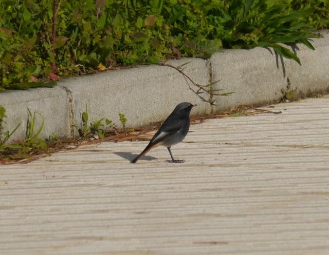 Un colirrojo tizón diferente