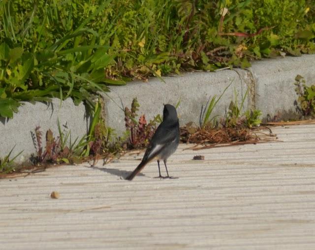 Un colirrojo tizón diferente