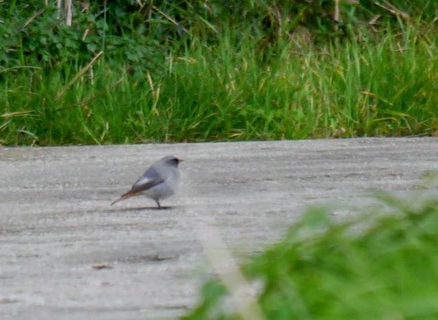 Un colirrojo tizón diferente