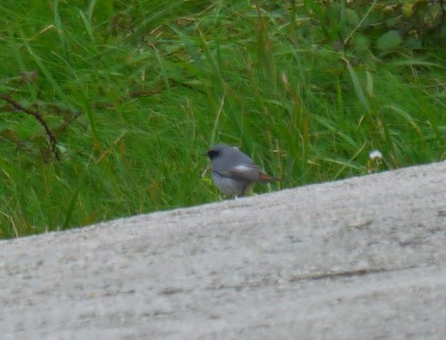 Un colirrojo tizón diferente