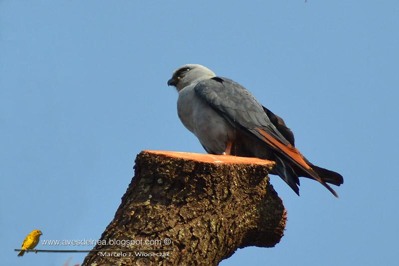 Milano plomizo (Plumbeous kite) Ictinia plumbea