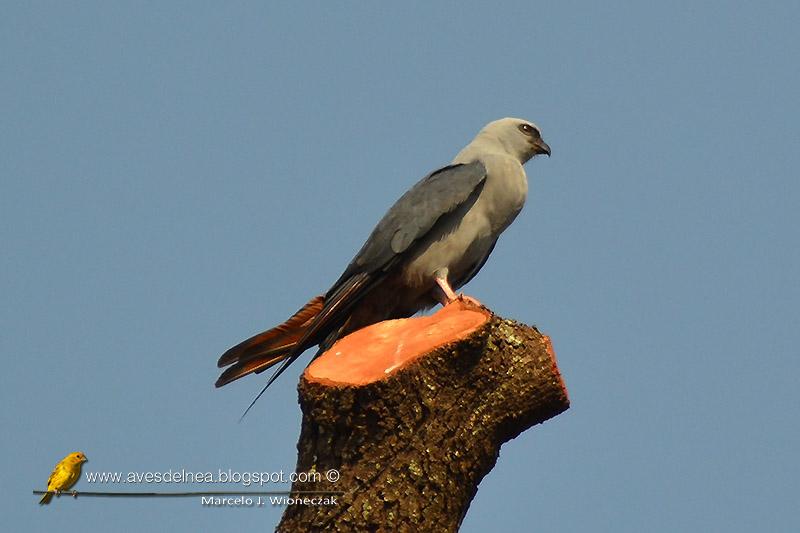 Milano plomizo (Plumbeous kite) Ictinia plumbea