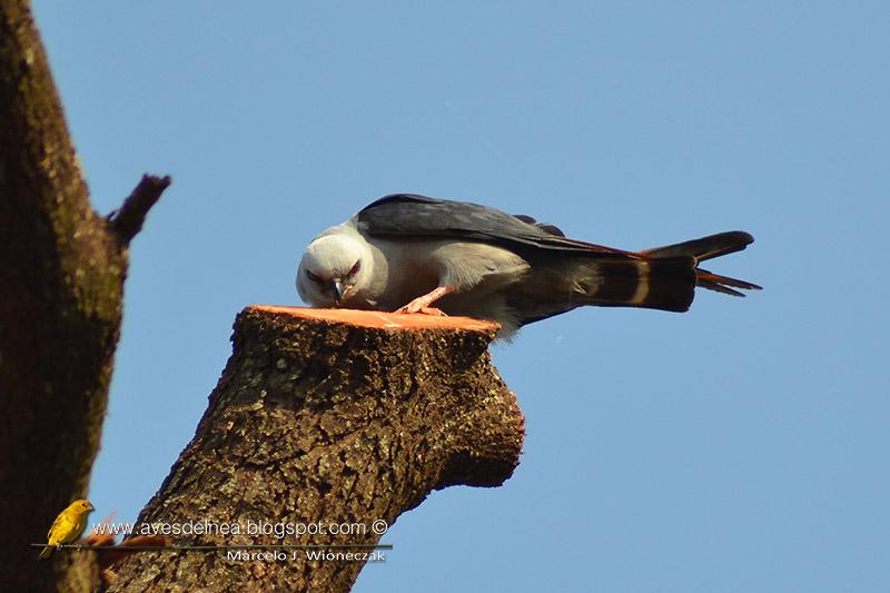 Milano plomizo (Plumbeous kite) Ictinia plumbea