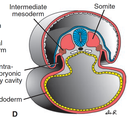 Mesodermo intermedio