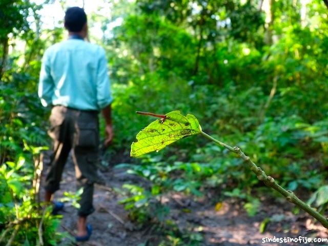 sanguijuela en Chitwan
