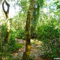 Rinokarma en Chitwan