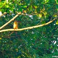 Rinokarma en Chitwan