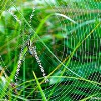 Rinokarma en Chitwan