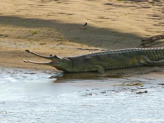 Rinokarma en Chitwan