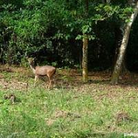 Rinokarma en Chitwan